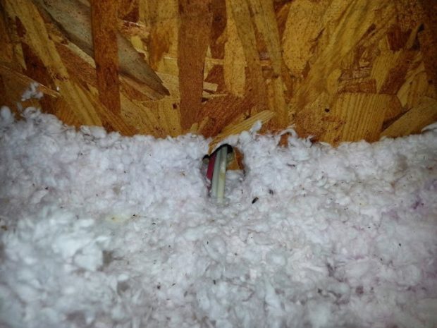 Mice follow electrical lines to travel undetected inside houses. Tamped down insulation and chewing on the far right cable give this one away.