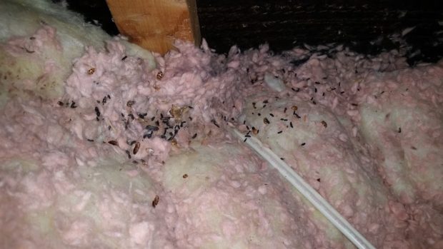 Mouse droppings scattered inside an attic