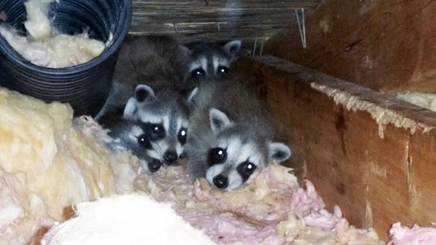 A litter of raccoon babies tucked away in an attic by their mother.