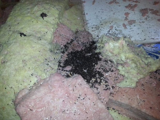 Bat droppings like these indicate a colony living inside the attic