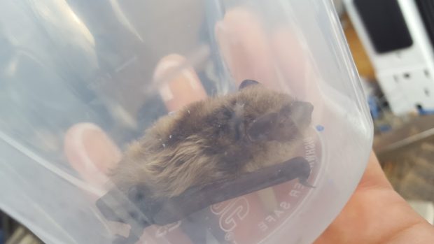This bat was humanely removed from a living room and will be released on site