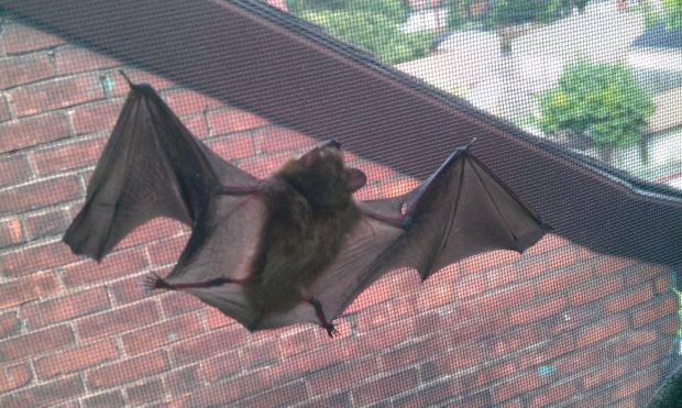 A bat hanging from a window screen. Most bats that get into the living space of a home came from a colony in the attic.