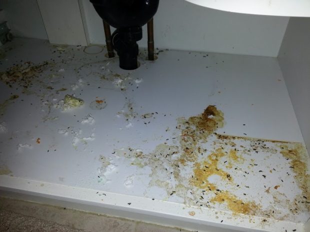 Mouse droppings and urine under a bathroom sink