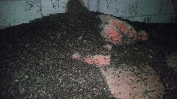 Bat droppings piled on attic insulation
