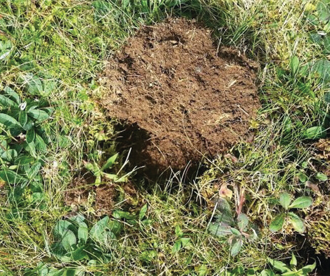 Lawn-damage-from-raccoons-digging-for-grubs-e1472034348142