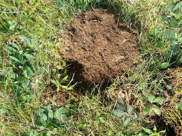 Lawn damage from raccoons digging for grubs