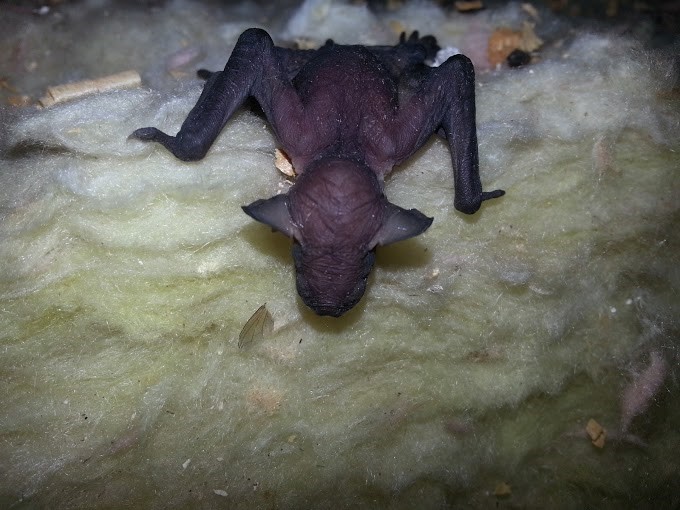 baby-bat-inside-an-attic