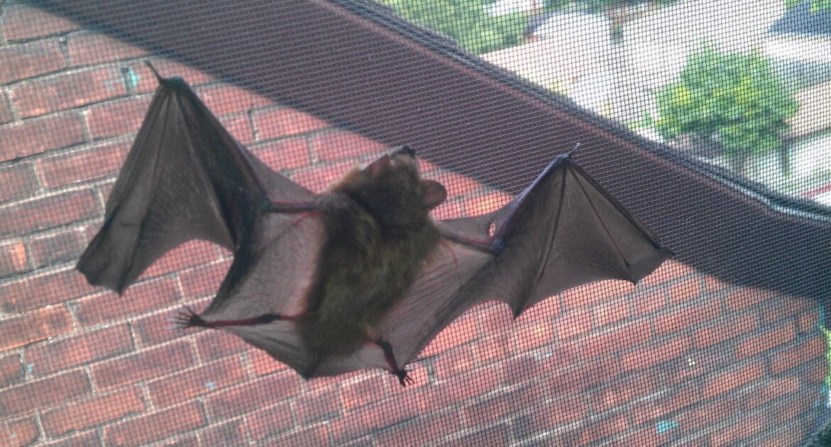 bat-clinging-to-a-window-screen