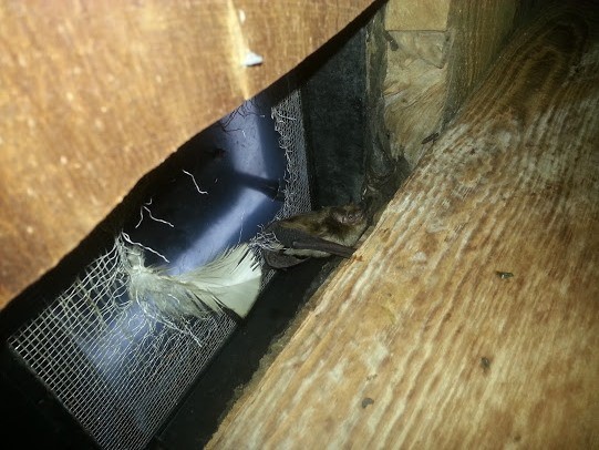 bat-entering-an-attic-through-a-damage-vent-cap