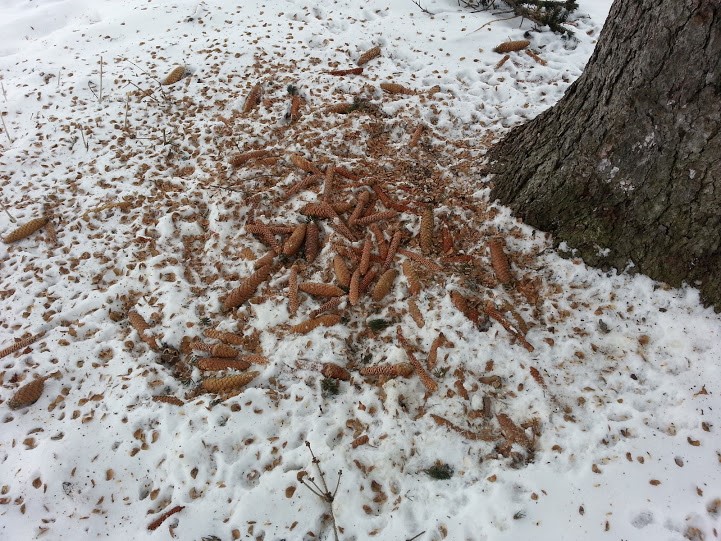 chewed-piles-of-spruce-cones