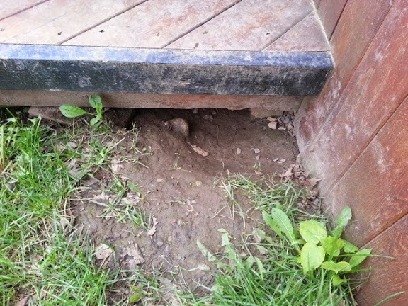 How to Get Rid of Raccoons under Deck? 