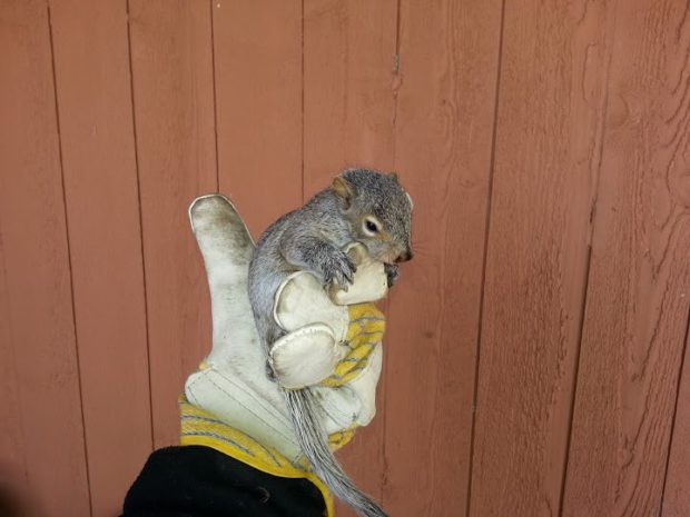 A baby squirrel removed from an attic.