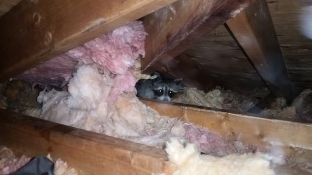 A raccoon living in an attic.