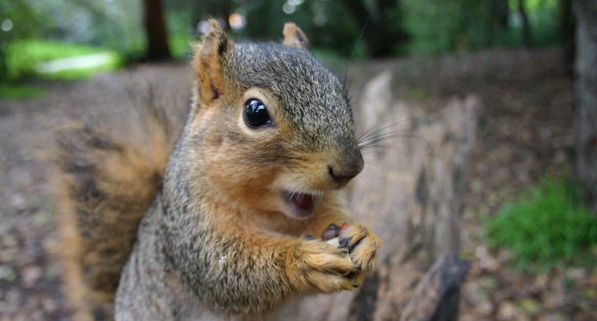 Protect Your Garden - Tips to Keep Squirrels Away from Your Bulbs