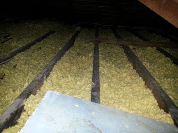 Trampled attic insulation from squirrel activity.