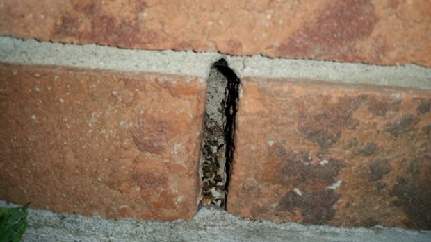Weep holes between bricks are a common mouse entry point. This one has the droppings to prove it.