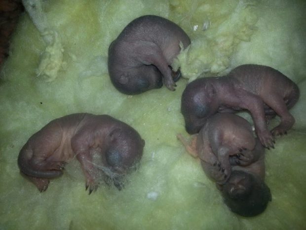 New born baby squirrels removed from an attic. They will be reunited with their mother outside.