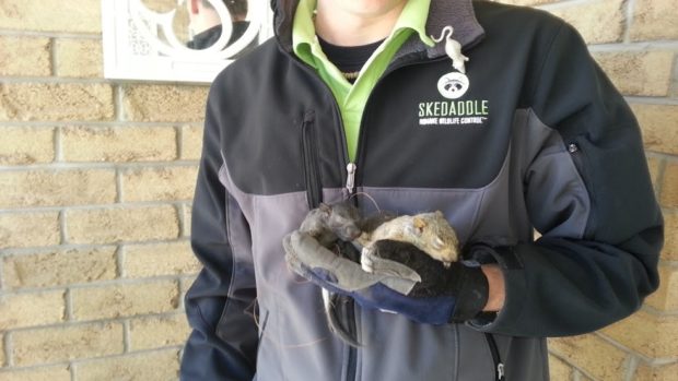 A litter of baby squirrels containing both gray and black.