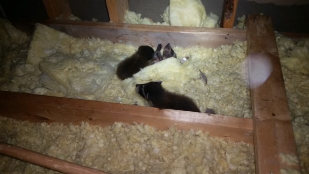 Baby raccoons stashed away inside an attic.