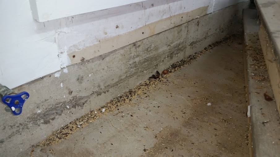 bird-seed-stored-by-mouse-under-a-garage-step