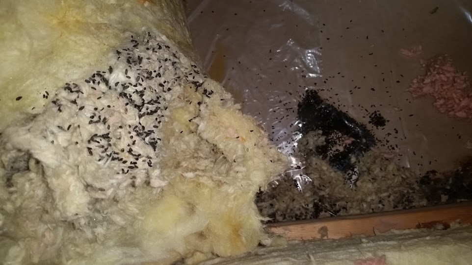 mouse-droppings-on-an-attic-floor