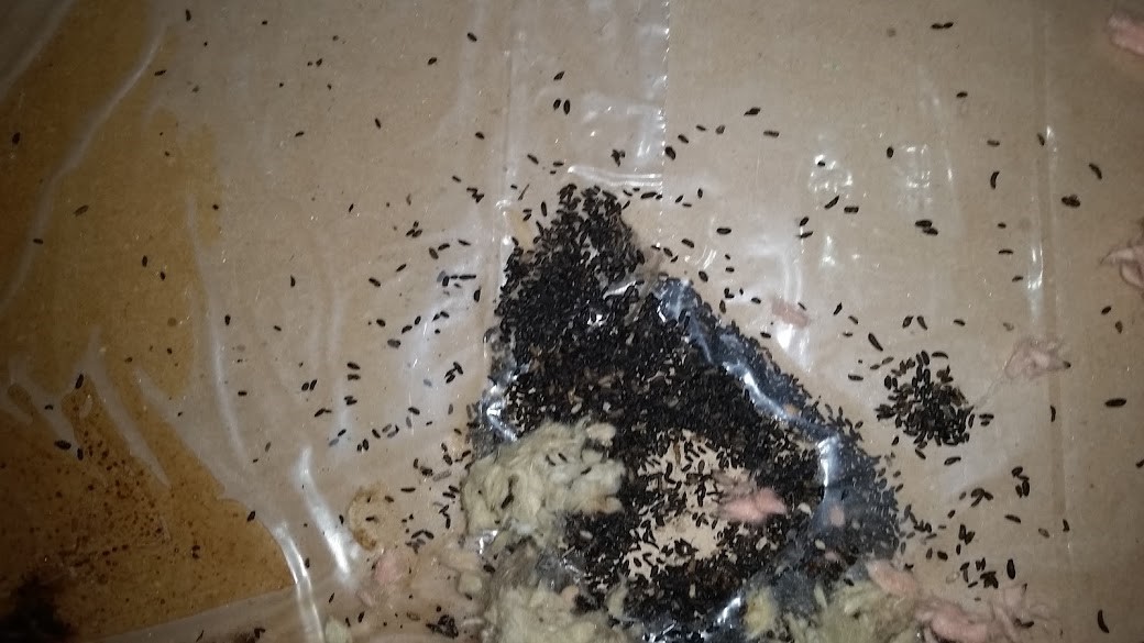mouse-droppings-on-an-attic-floor