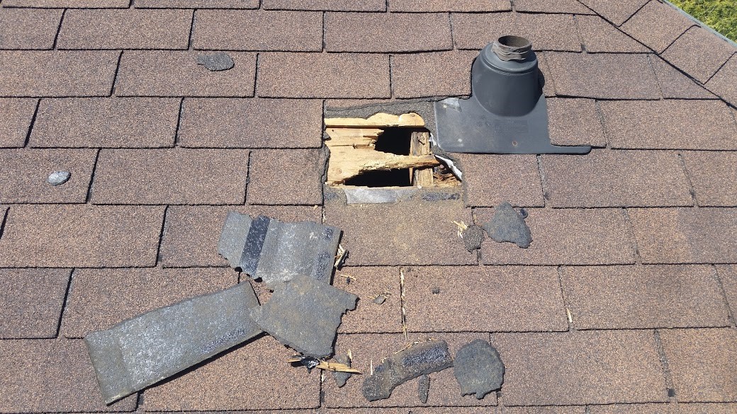 raccoon-damage-to-roof-shingles