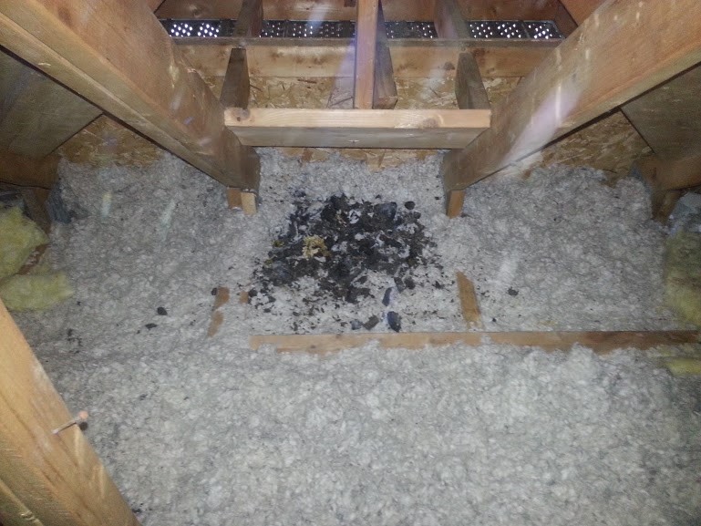 raccoon-droppings-in-an-attic