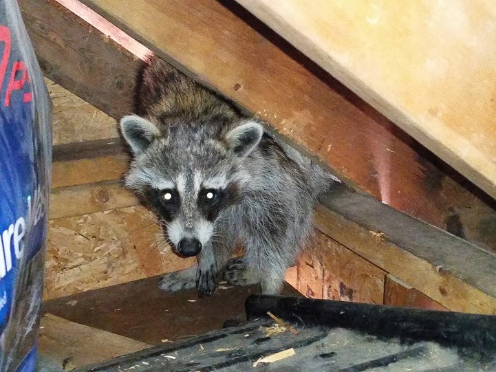 raccoon-living-inside-a-garden-shed