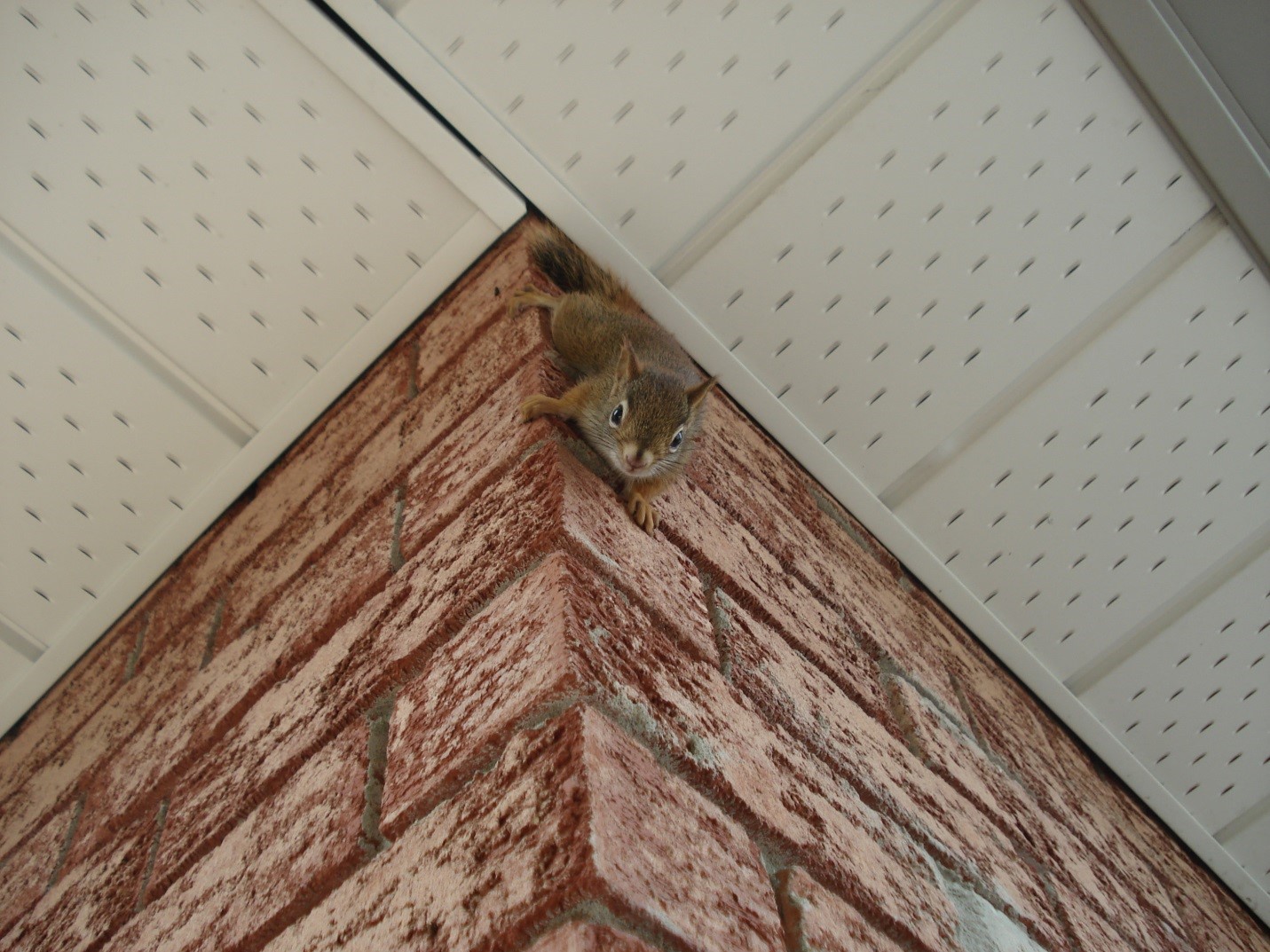 red-squirrel-clinging-to-exterior-brick-wall