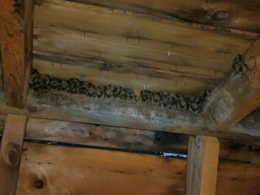 bats-living-inside-an-attic