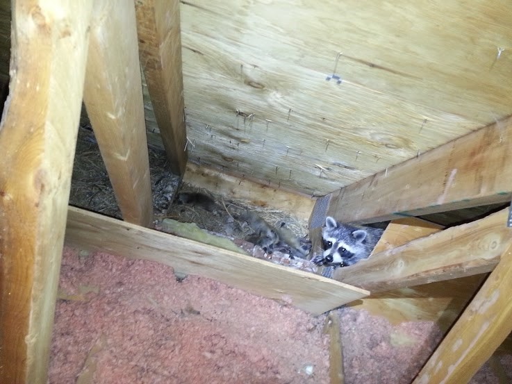 mother-raccoon-and-babies-inside-an-attic