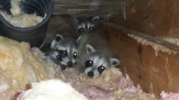 raccoon-babies-insie-an-attic