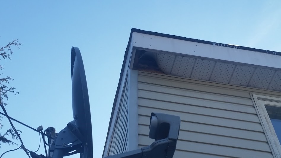 https://www.skedaddlewildlife.com/wp-content/uploads/2016/10/raccoon-entry-area-through-a-damage-soffit.jpg