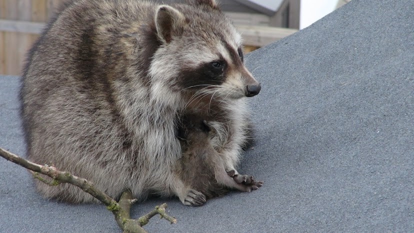 raccoon-mother-with-one-of-her-babies