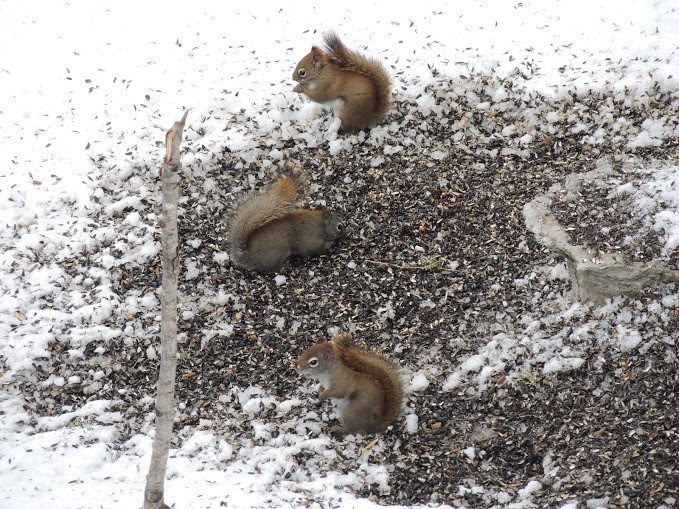 red-squirrels-gathered-below-a-bird-feeder