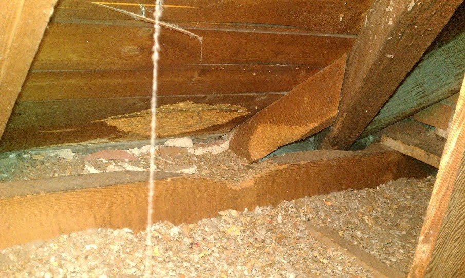squirrel-damage-inside-an-attic