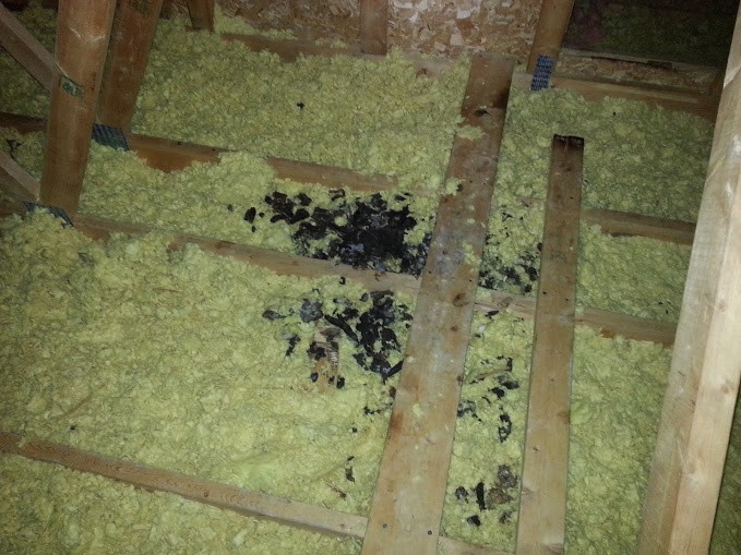 raccoon-feces-in-attic