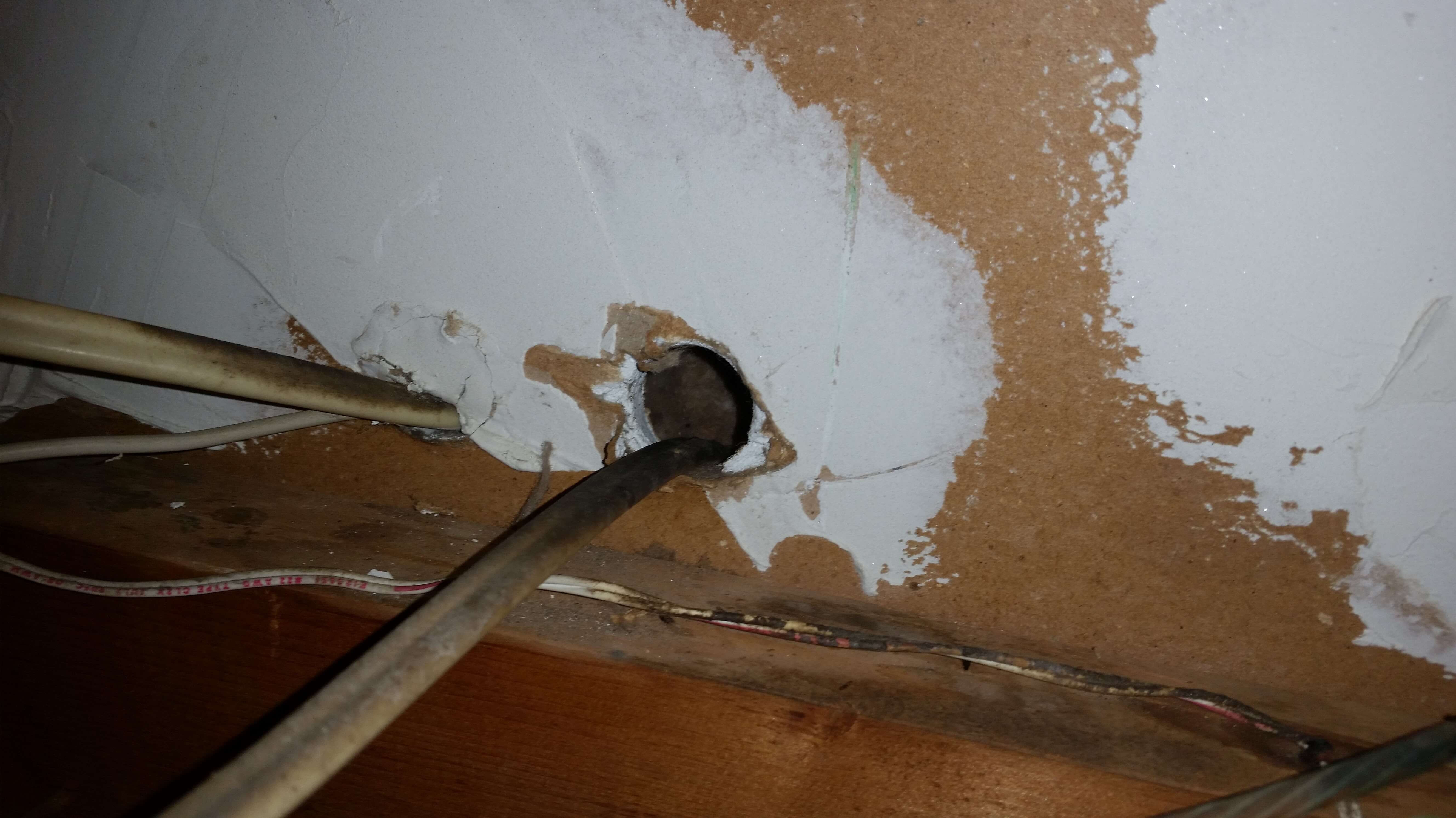 Mouse Removal Tips Getting Rid Of Mice From Your Home Garage