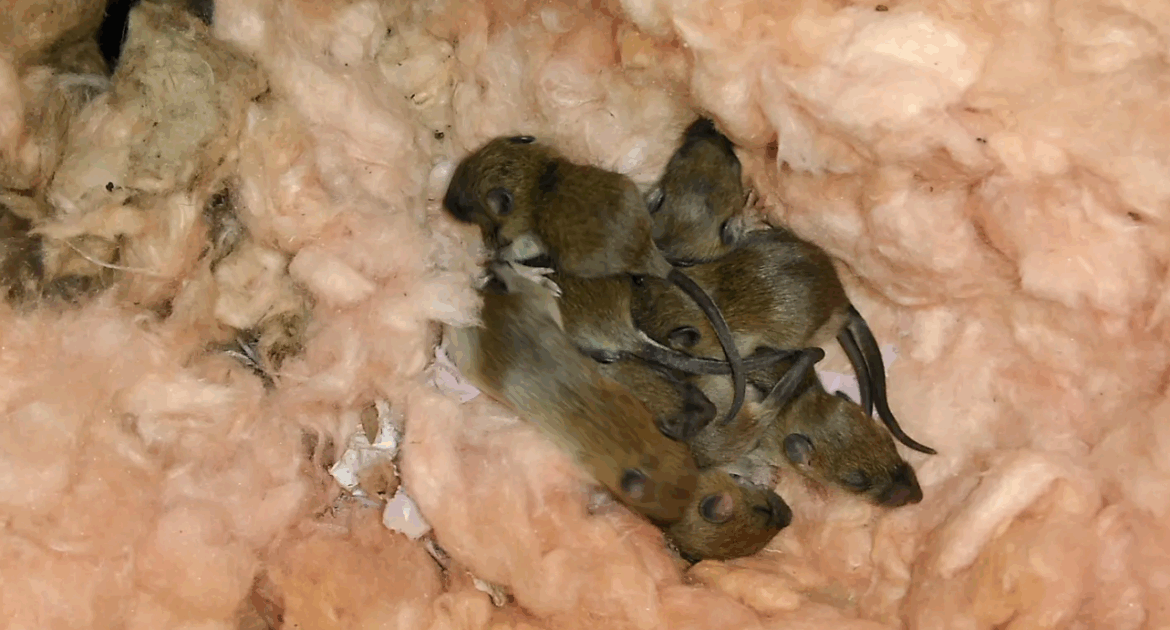 Help - How Do I Remove These Rodents From My Home