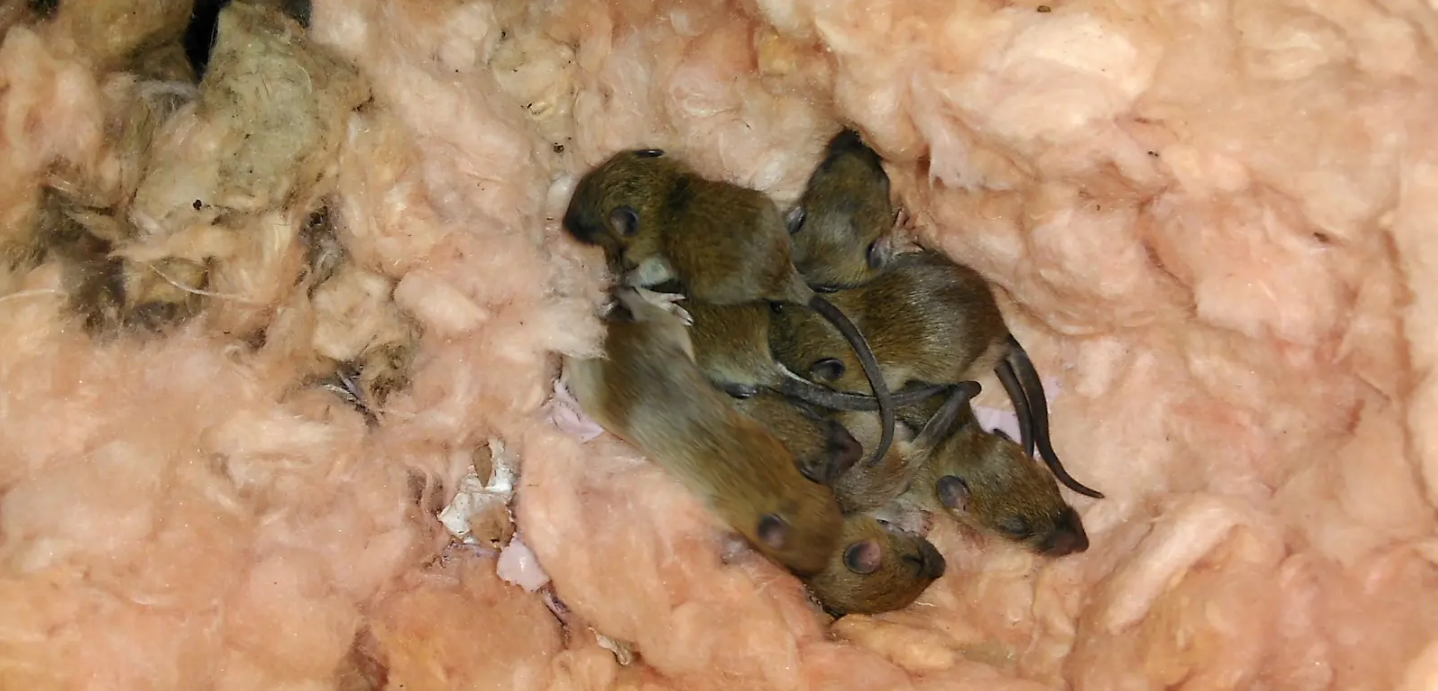 Help - How Do I Remove These Rodents From My Home
