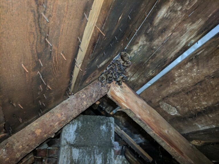 Are Bats Hibernating in My Attic Through Winter