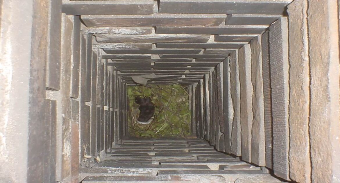 Squirrels in the Chimney? Get Rid of Them with Skedaddle