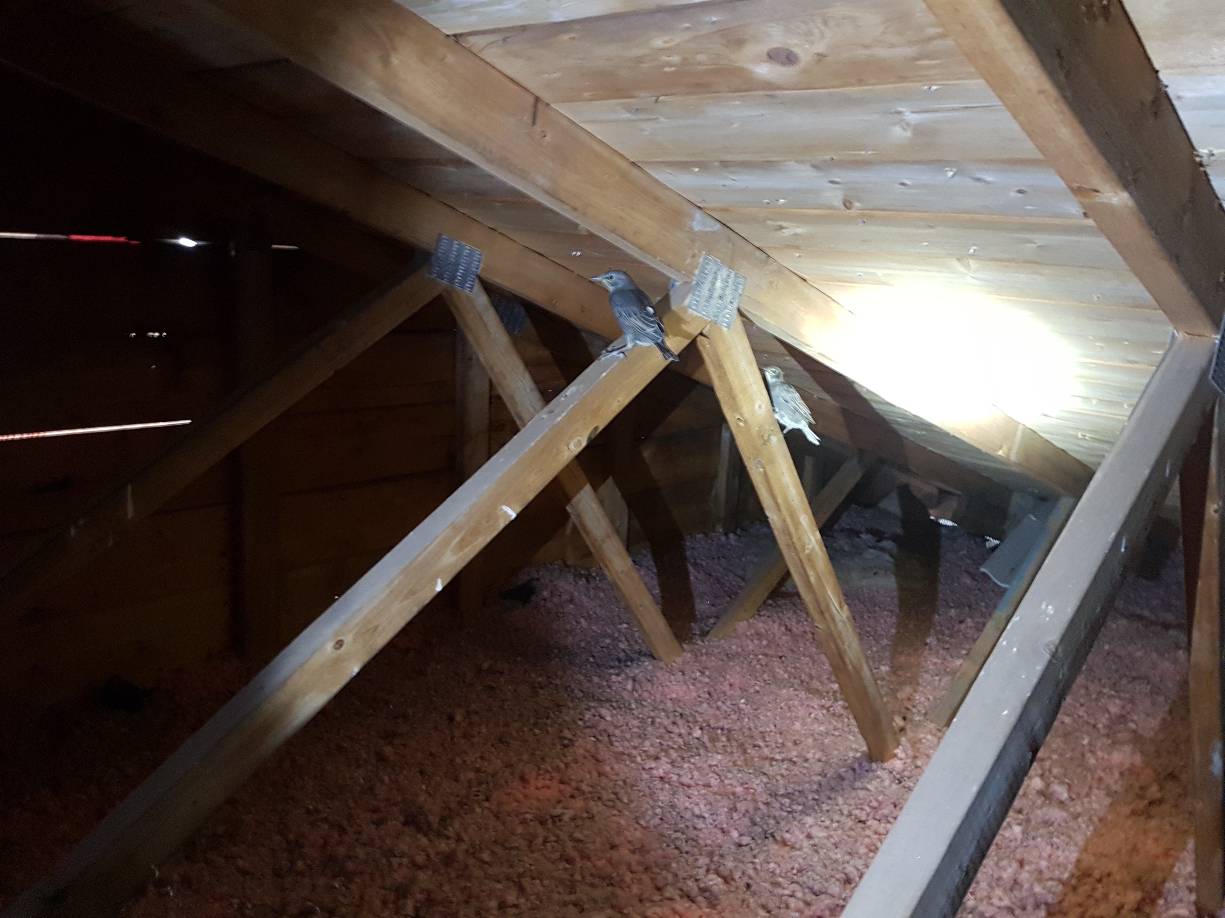 A family of starlings inside an attic