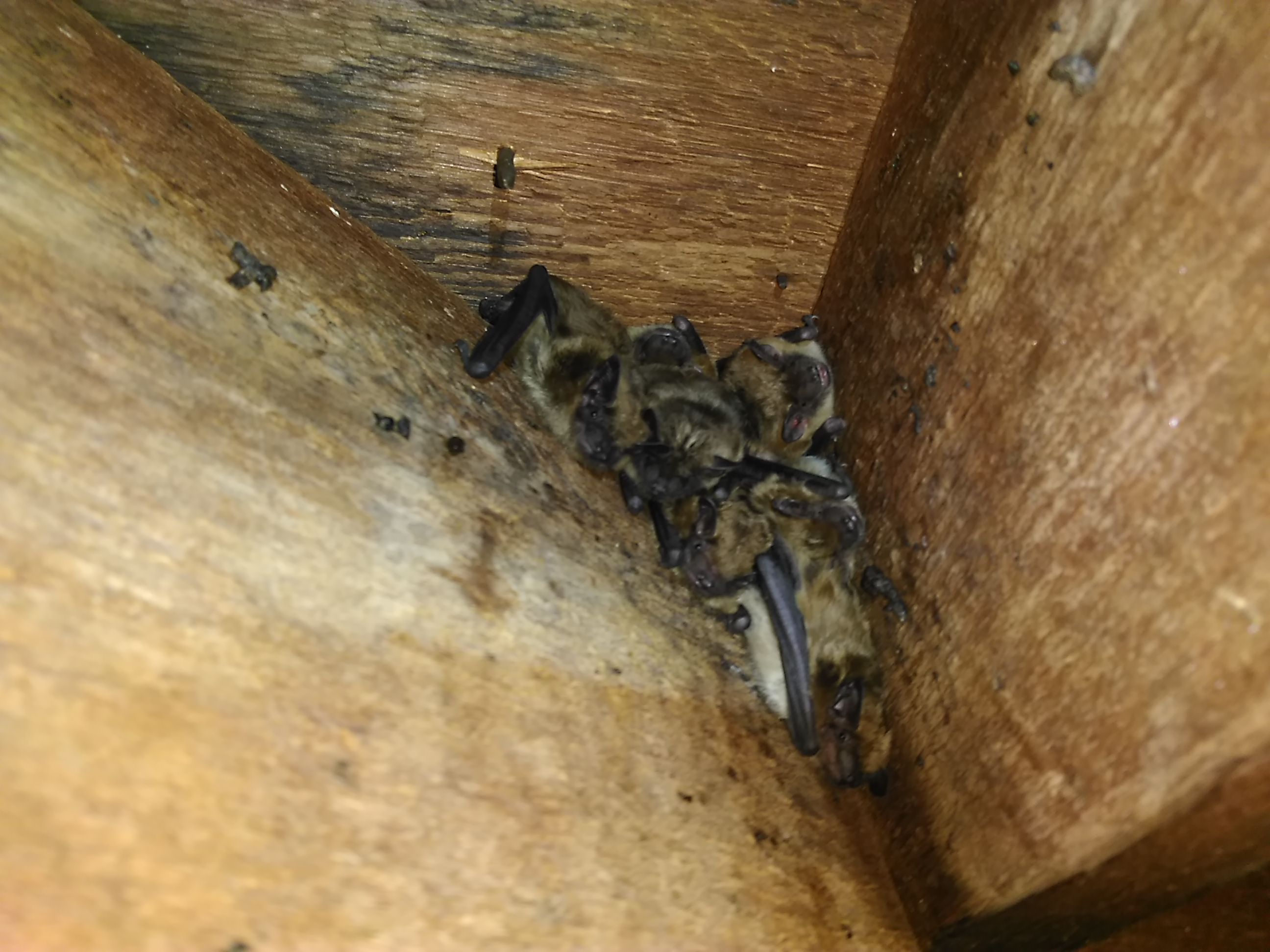 A colony of bats can go unnoticed inside attics for many years