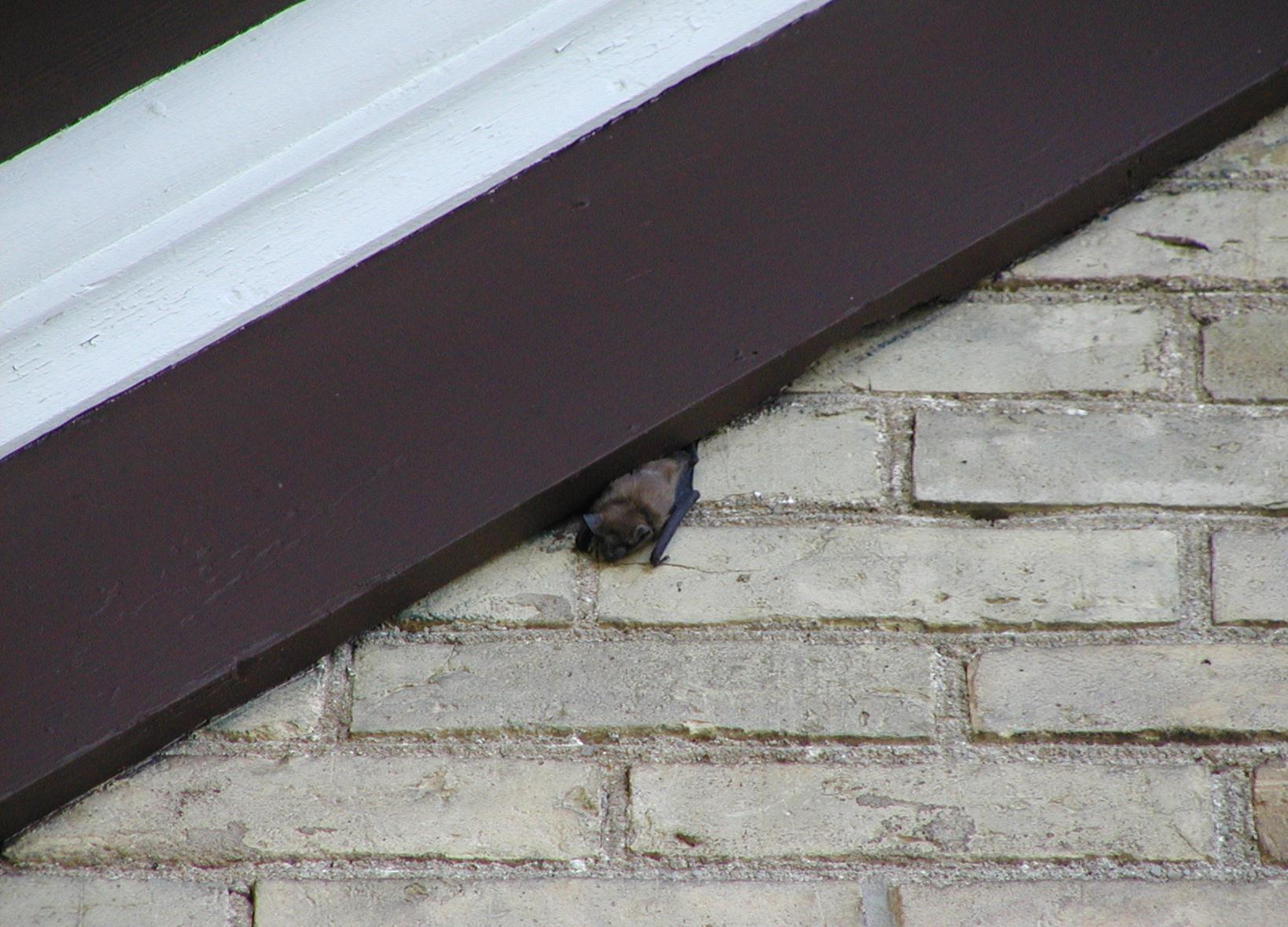 A bat squeezing it's way out of an attic