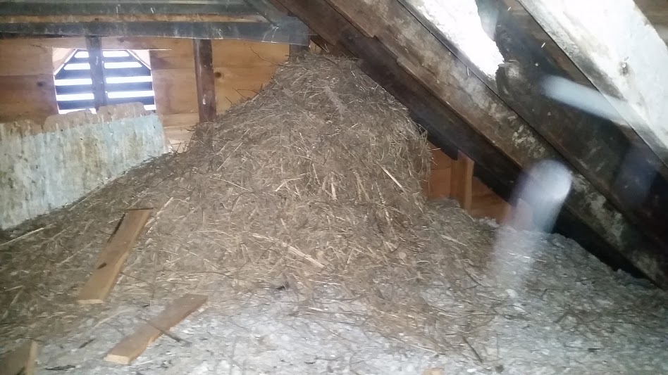 A accumulation of nesting sparrow nesting material inside an attic. When sparrows nest inside roof vents the material can fall into the attic below and continue to build as the birds top up their nest year after year.