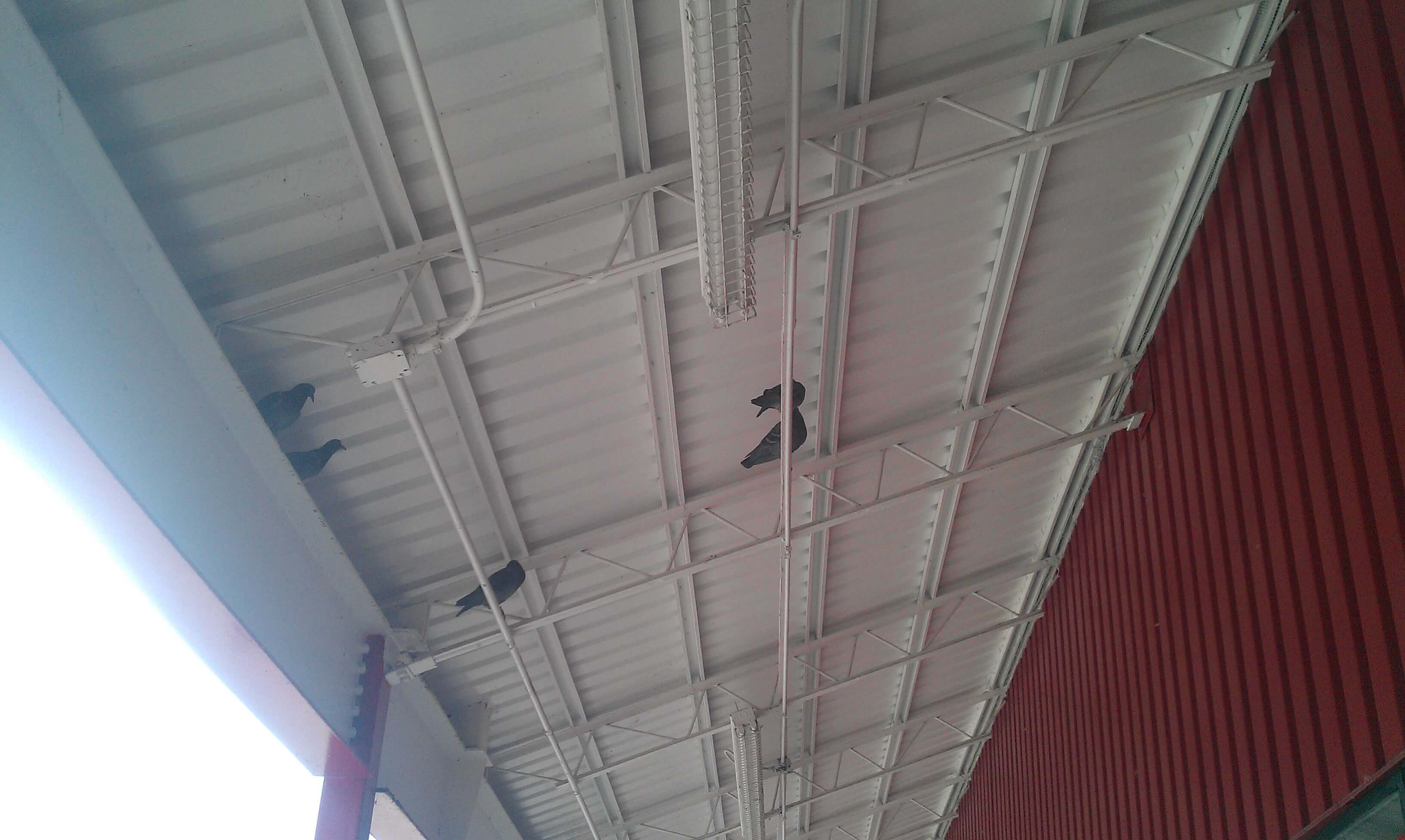 Pigeons roosting below the awning of a shopping plaza can make things messy for retailers and customers