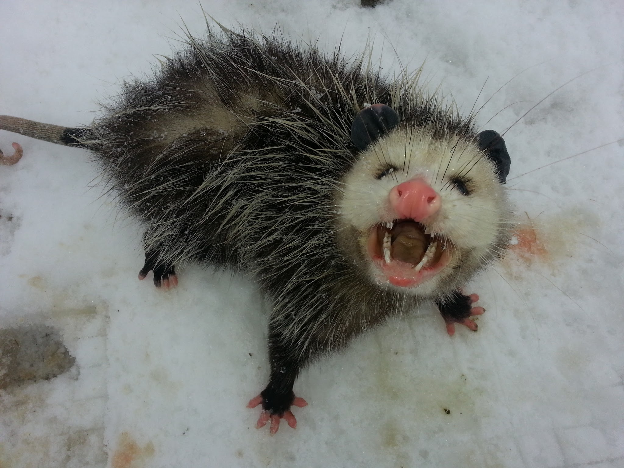 Opossums often struggle to survive harsh winters