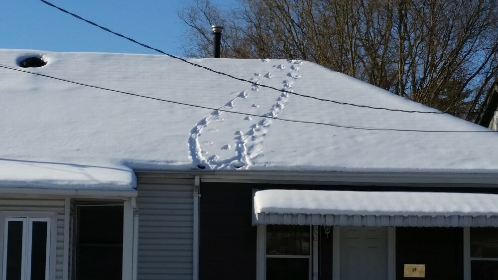 Squirrel tracks coming and going from the edge of this roof give it away as an entry point into the house